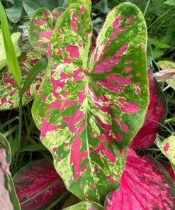 Freckles Caladium Bulbs (2 Pack) – Medium-Sized Leaves with Green and Red Hues