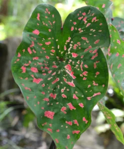 Freckles Caladium Bulbs (2 Pack) – Medium-Sized Leaves with Green and Red Hues