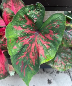Freckles Caladium Bulbs (2 Pack) – Medium-Sized Leaves with Green and Red Hues