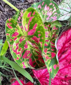 Freckles Caladium Bulbs (2 Pack) – Medium-Sized Leaves with Green and Red Hues