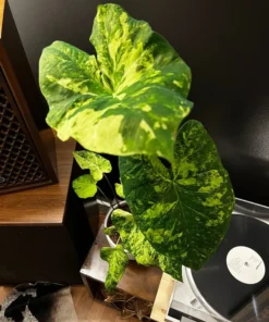 Frog in a Blender Caladium Bulbs - Green Chartreuse Red Perennial Plant