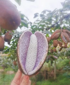 Fruit Seed 20 Holboellia Latifolia Seeds