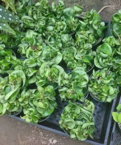 FunFoliage Hoya Hindu Rope Plant, Green Hoya Carnosa Compacta, 3in or 4in Pot