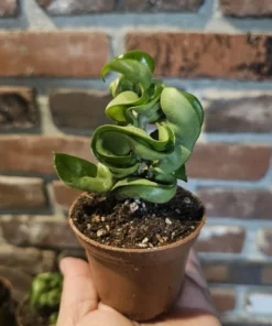 FunFoliage Hoya Hindu Rope Plant, Green Hoya Carnosa Compacta, 3in or 4in Pot