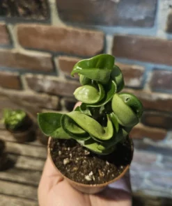 FunFoliage Hoya Hindu Rope Plant, Green Hoya Carnosa Compacta, 3in or 4in Pot
