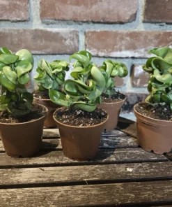 FunFoliage Hoya Hindu Rope Plant, Green Hoya Carnosa Compacta, 3in or 4in Pot