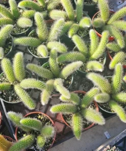 FunFoliage Monkey Tail Cactus, Indoor Succulent, 4in or 2in Pot