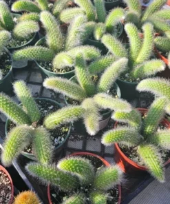 FunFoliage Monkey Tail Cactus, Indoor Succulent, 4in or 2in Pot