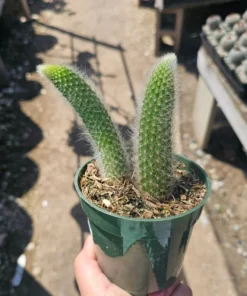FunFoliage Monkey Tail Cactus, Indoor Succulent, 4in or 2in Pot