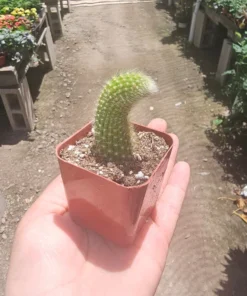 FunFoliage Monkey Tail Cactus, Indoor Succulent, 4in or 2in Pot