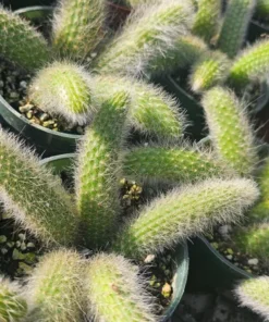 FunFoliage Monkey Tail Cactus, Indoor Succulent, 4in or 2in Pot