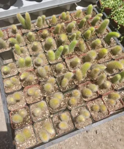 FunFoliage Monkey Tail Cactus, Indoor Succulent, 4in or 2in Pot