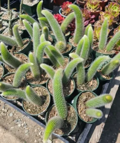 FunFoliage Monkey Tail Cactus, Indoor Succulent, 4in or 2in Pot