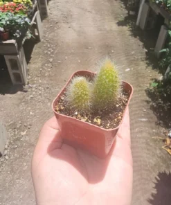 FunFoliage Monkey Tail Cactus, Indoor Succulent, 4in or 2in Pot