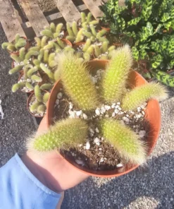 FunFoliage Monkey Tail Cactus, Indoor Succulent, 4in or 2in Pot