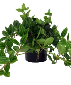 Funky Frog Peperomia Angulata 4" Pot Tropical Houseplant with Glossy Green Leaves