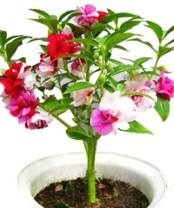 Garden Balsam 50+ Seeds, Impatiens Balsamina