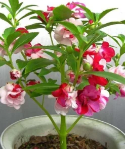 Garden Balsam 50+ Seeds, Impatiens Balsamina