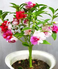 Garden Balsam 50+ Seeds, Impatiens Balsamina