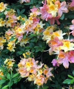 Garden Rainbow Azaleas Plant Live in 4 Inch Pot Rhododendron Azalea Shrubs Rainbow Azalea Flower Plant Azaleas in Pot Tricolor Flower Ornamental Shrubs Flowering Shrubs