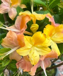 Garden Rainbow Azaleas Plant Live in 4 Inch Pot Rhododendron Azalea Shrubs Rainbow Azalea Flower Plant Azaleas in Pot Tricolor Flower Ornamental Shrubs Flowering Shrubs