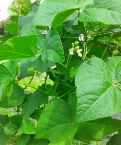 Genuine Cornfield Heirloom Pole Bean Seeds