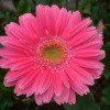 Gerbera Daisy Mix Flower Seeds 50 Seeds