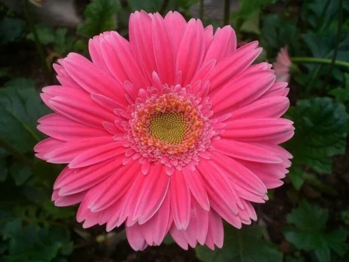 Gerbera Daisy Mix Flower Seeds 50 Seeds