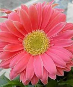 Gerbera Daisy Mix Flower Seeds 50 Seeds