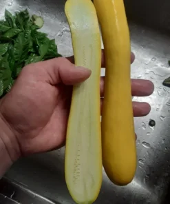 Glabrous Goodness Open-pollinated Zucchini Seeds