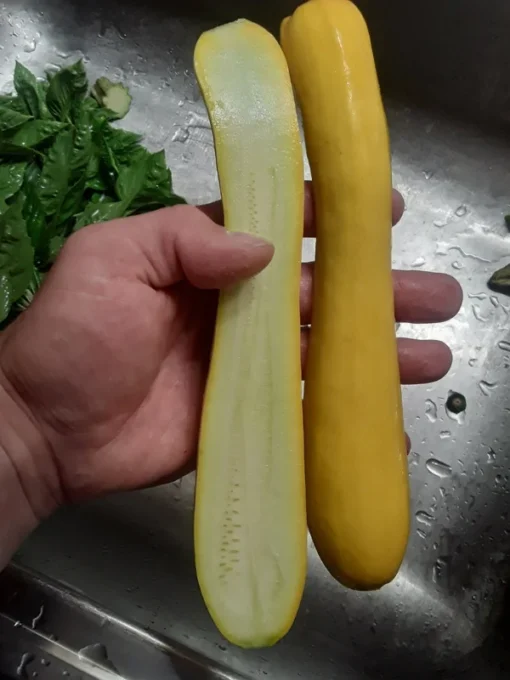 Glabrous Goodness Open-pollinated Zucchini Seeds