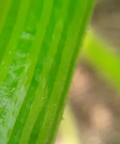 Glabrous Goodness Open-pollinated Zucchini Seeds