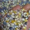 Glass Gem Open-pollinated Corn Seeds