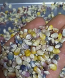 Glass Gem Open-pollinated Corn Seeds