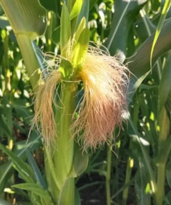 Glass Gem Open-pollinated Corn Seeds