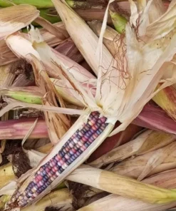 Glass Gem Open-pollinated Corn Seeds