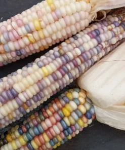 Glass Gem Open-pollinated Corn Seeds