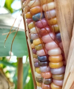 Glass Gem Open-pollinated Corn Seeds