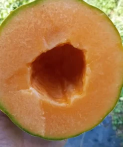 Golden Gopher Melon Seeds Open-pollinated (Cucumis melo) Muskmelon
