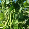 Grady Bailly Greasy Cut-short Bean (30 Seeds)