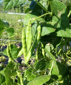 Grady Bailly Greasy Cut-short Bean (30 Seeds)