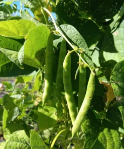 Grady Bailly Greasy Cut-short Bean (30 Seeds)