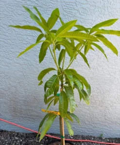 Grafted Kathy K3 Mango Tree - Kryptonite Mango, 3 Gallon Pot, Florida Grown, Free Shipping