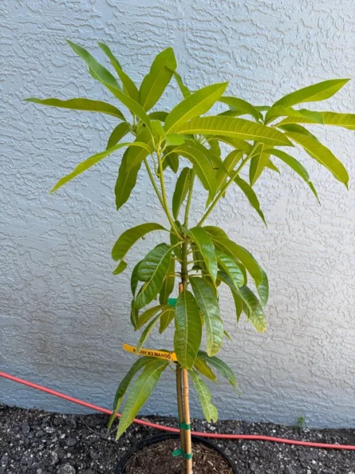 Grafted Kathy K3 Mango Tree - Kryptonite Mango, 3 Gallon Pot, Florida Grown, Free Shipping