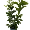 Grand Duke of Tuscany Arabian Jasmine Plant Triple Bloom 4" Pot Fragrant Houseplant