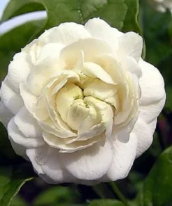 Grand Duke of Tuscany Arabian Jasmine Plant Triple Bloom 4" Pot Fragrant Houseplant