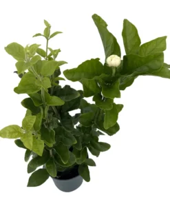 Grand Duke of Tuscany Arabian Jasmine Plant Triple Bloom 4