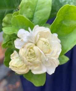 Live Grand Duke of Tuscany Jasmine Plant 8 to 16 Inches Tall in 4 Inches Pot Arabian Jasmine Plant Jasminum Sambac Fragrant Jasmine Flower Plant Double Flower Plant Jasmine Plant Pot Indoor Outdoor