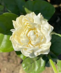 Live Grand Duke of Tuscany Jasmine Plant 8 to 16 Inches Tall in 4 Inches Pot Arabian Jasmine Plant Jasminum Sambac Fragrant Jasmine Flower Plant Double Flower Plant Jasmine Plant Pot Indoor Outdoor