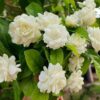 Live Grand Duke of Tuscany Jasmine Plant 8 to 16 Inches Tall in 4 Inches Pot Arabian Jasmine Plant Jasminum Sambac Fragrant Jasmine Flower Plant Double Flower Plant Jasmine Plant Pot Indoor Outdoor